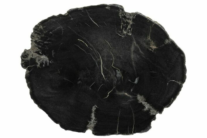 Black, Polished Petrified Wood (Araucaria) Round - Arizona #175273